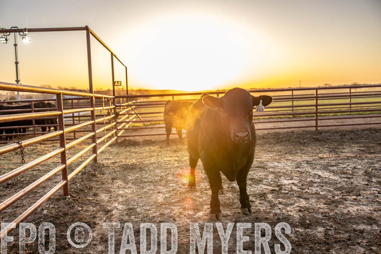 TMyers_SpringBullSale_Cameron_Feb2024-511672