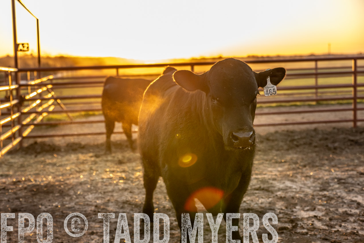 TMyers_SpringBullSale_Cameron_Feb2024-511674