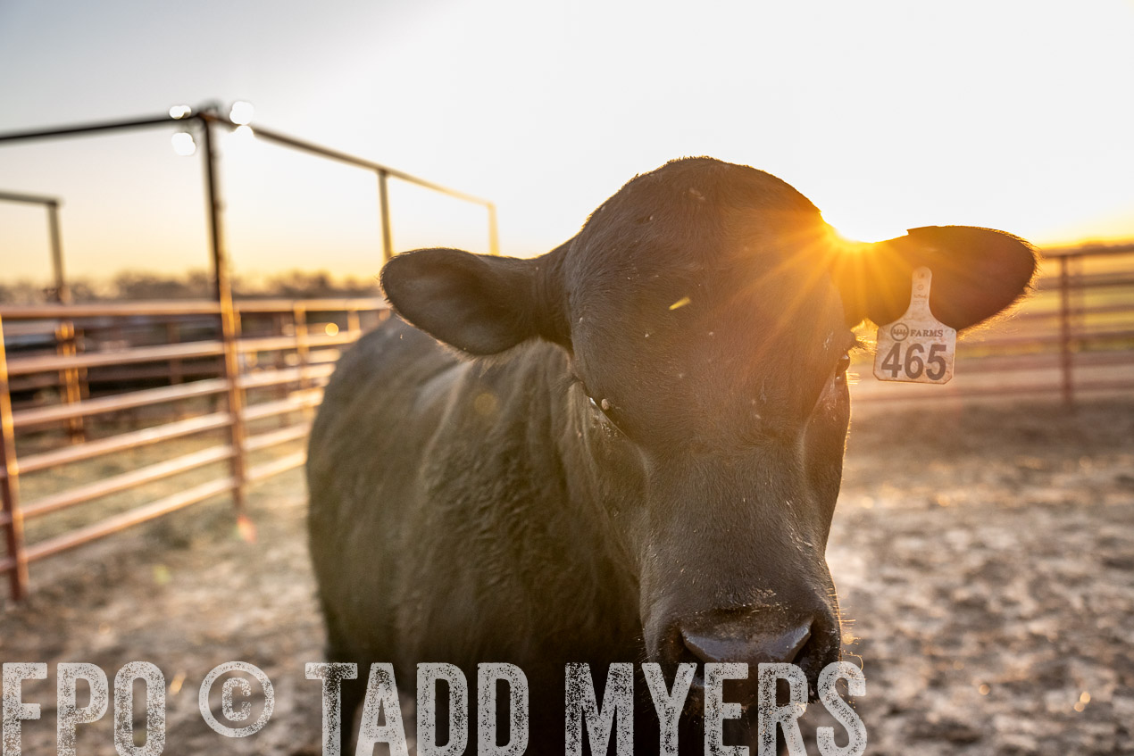 TMyers_SpringBullSale_Cameron_Feb2024-511683