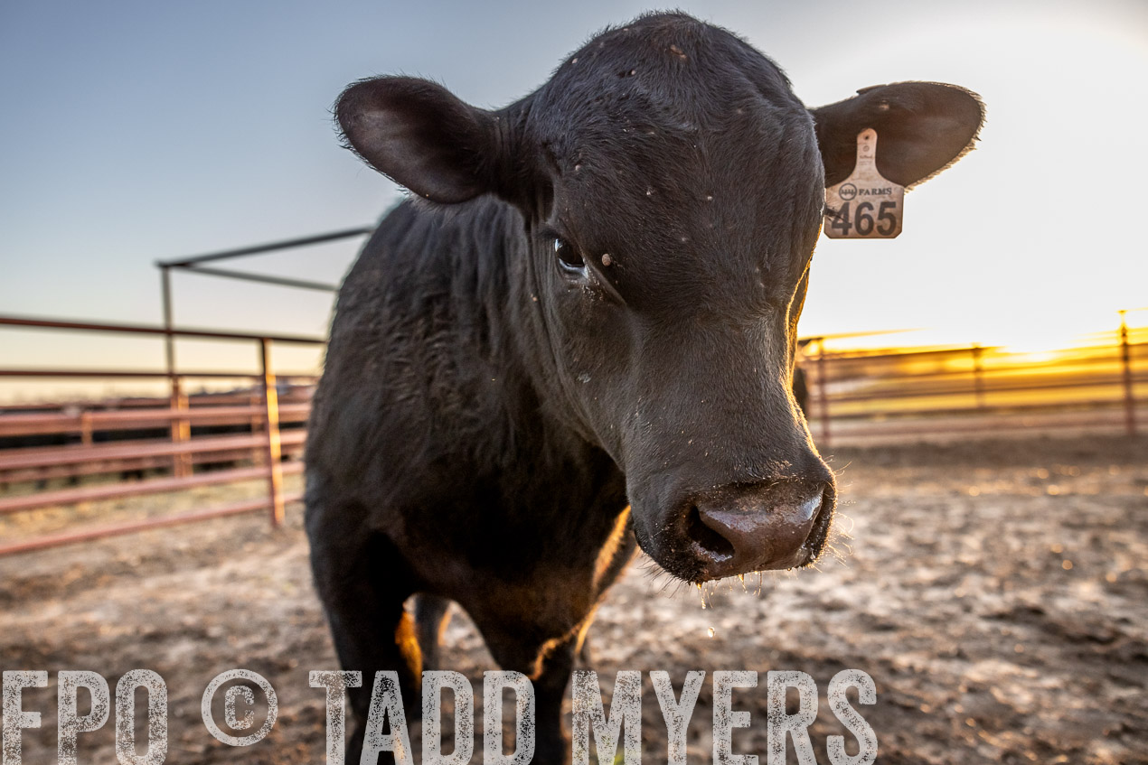 TMyers_SpringBullSale_Cameron_Feb2024-511690