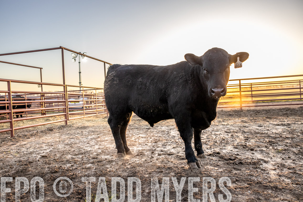 TMyers_SpringBullSale_Cameron_Feb2024-511697