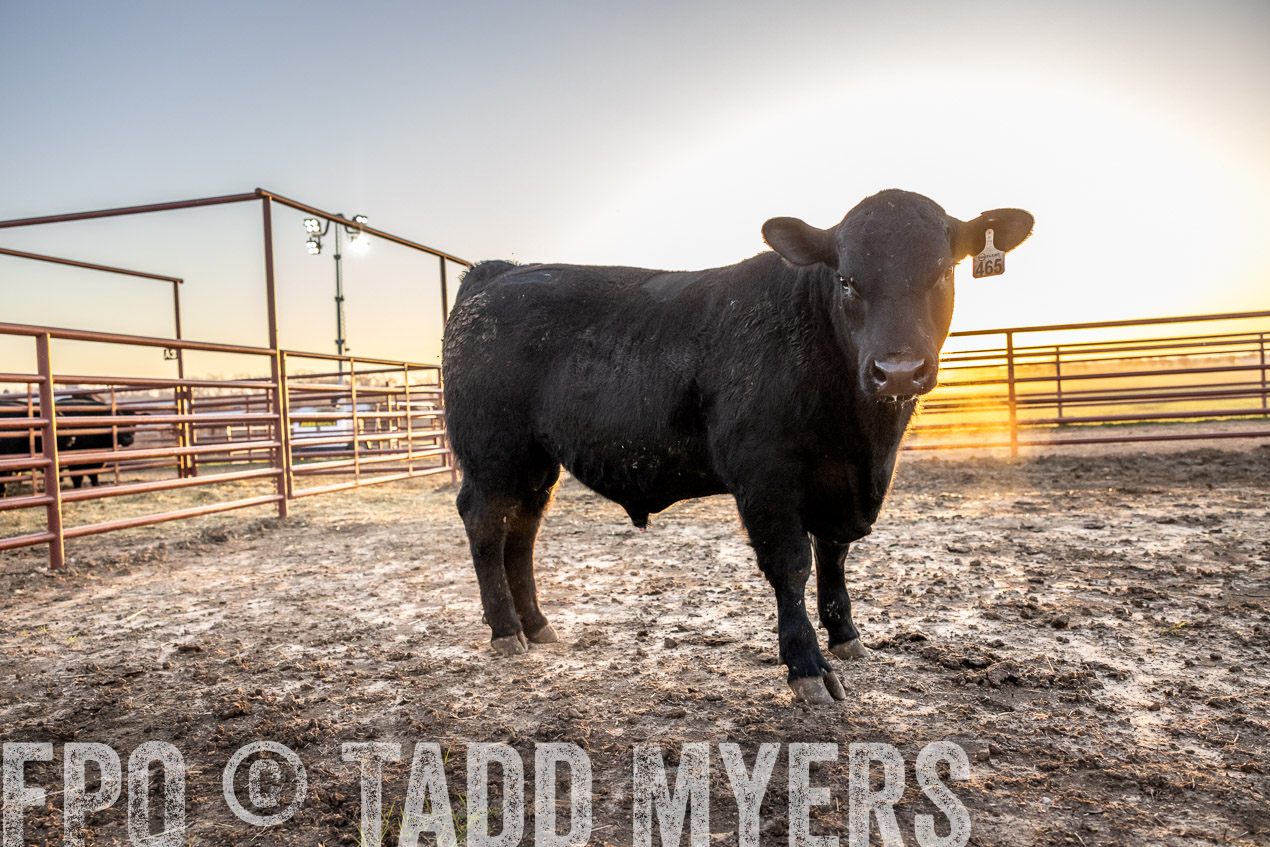 TMyers_SpringBullSale_Cameron_Feb2024-511698