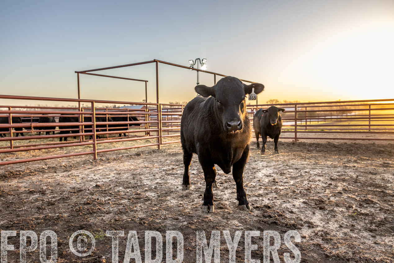 TMyers_SpringBullSale_Cameron_Feb2024-511700