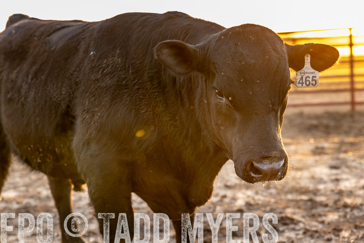 TMyers_SpringBullSale_Cameron_Feb2024-511703