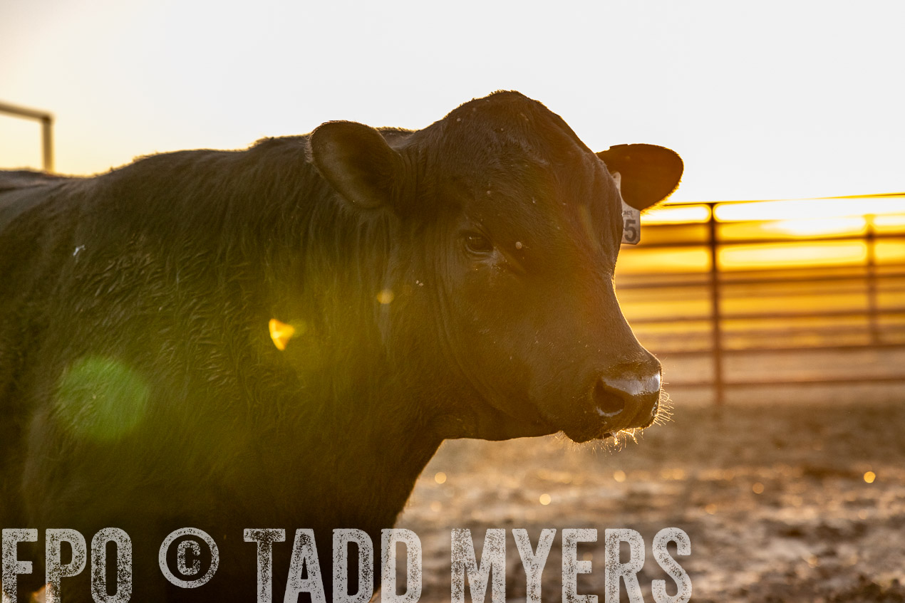 TMyers_SpringBullSale_Cameron_Feb2024-511713