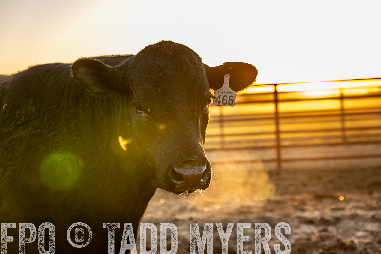 TMyers_SpringBullSale_Cameron_Feb2024-511714