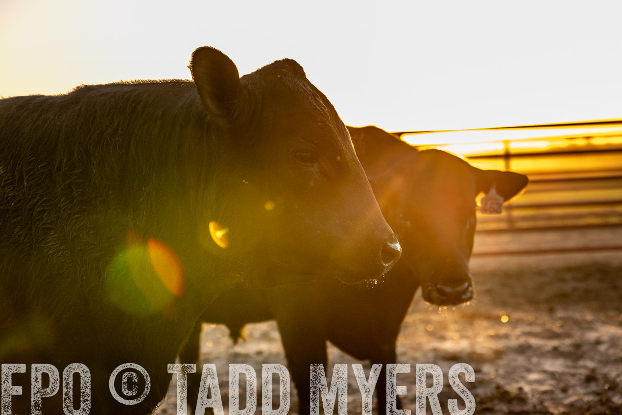 TMyers_SpringBullSale_Cameron_Feb2024-511720