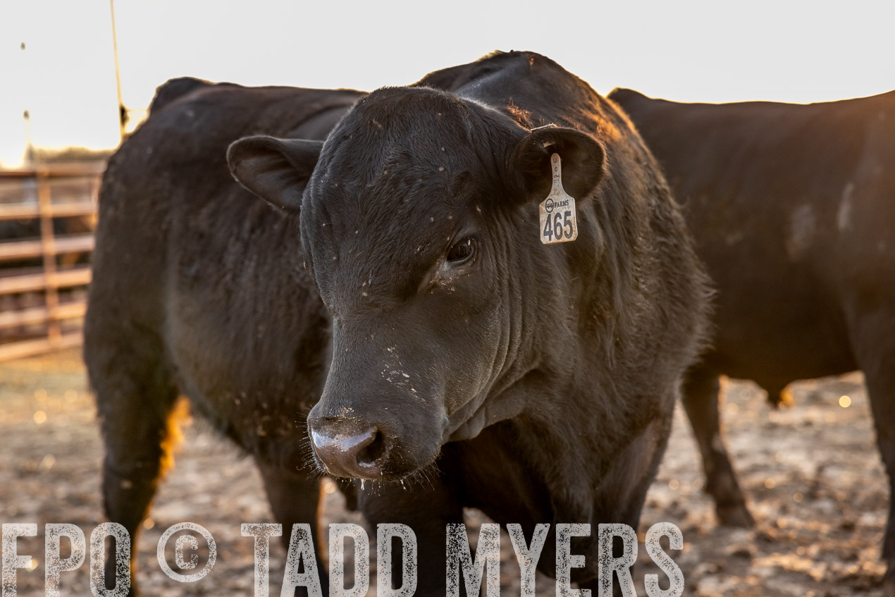 TMyers_SpringBullSale_Cameron_Feb2024-511721