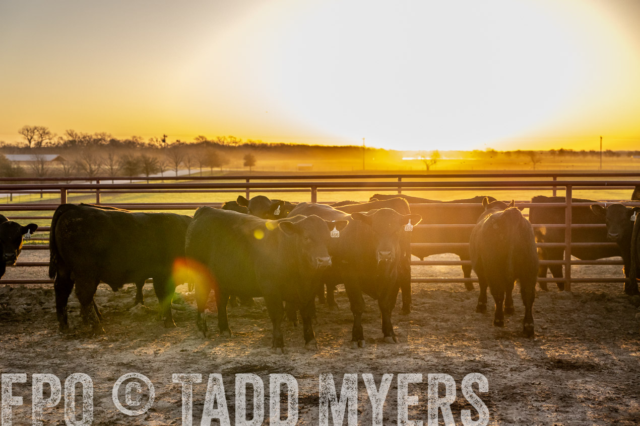 TMyers_SpringBullSale_Cameron_Feb2024-511727