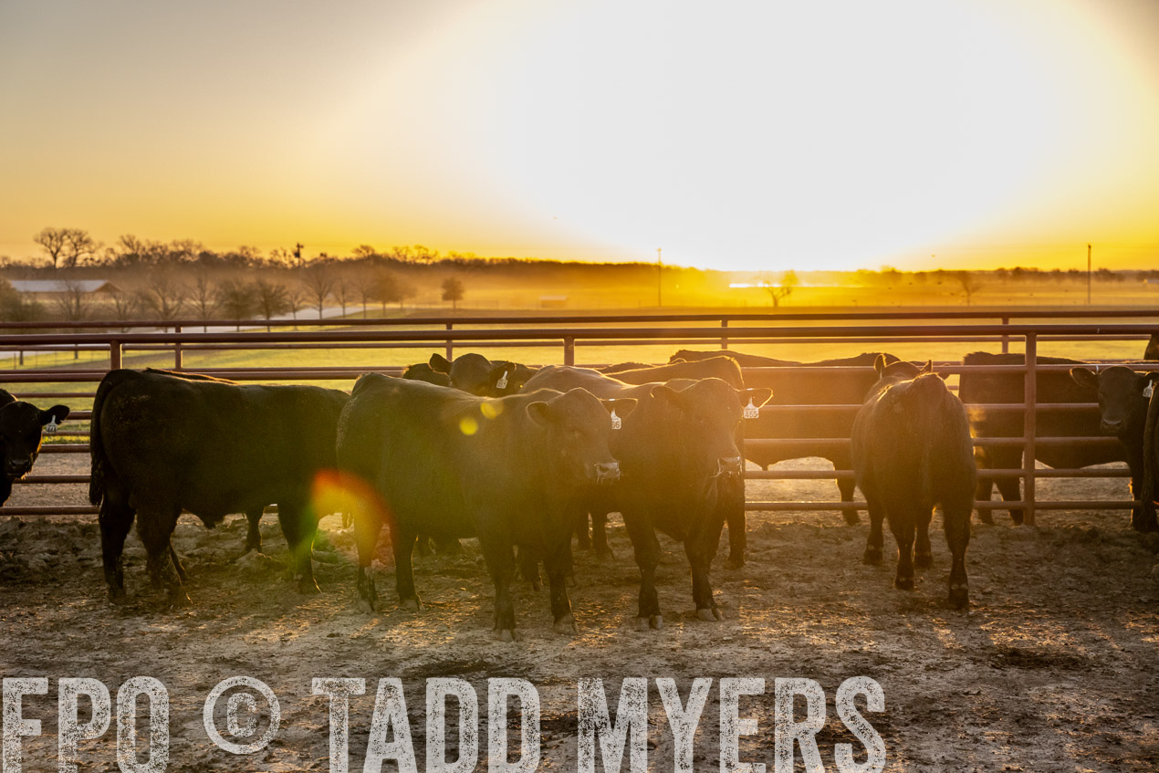 TMyers_SpringBullSale_Cameron_Feb2024-511728