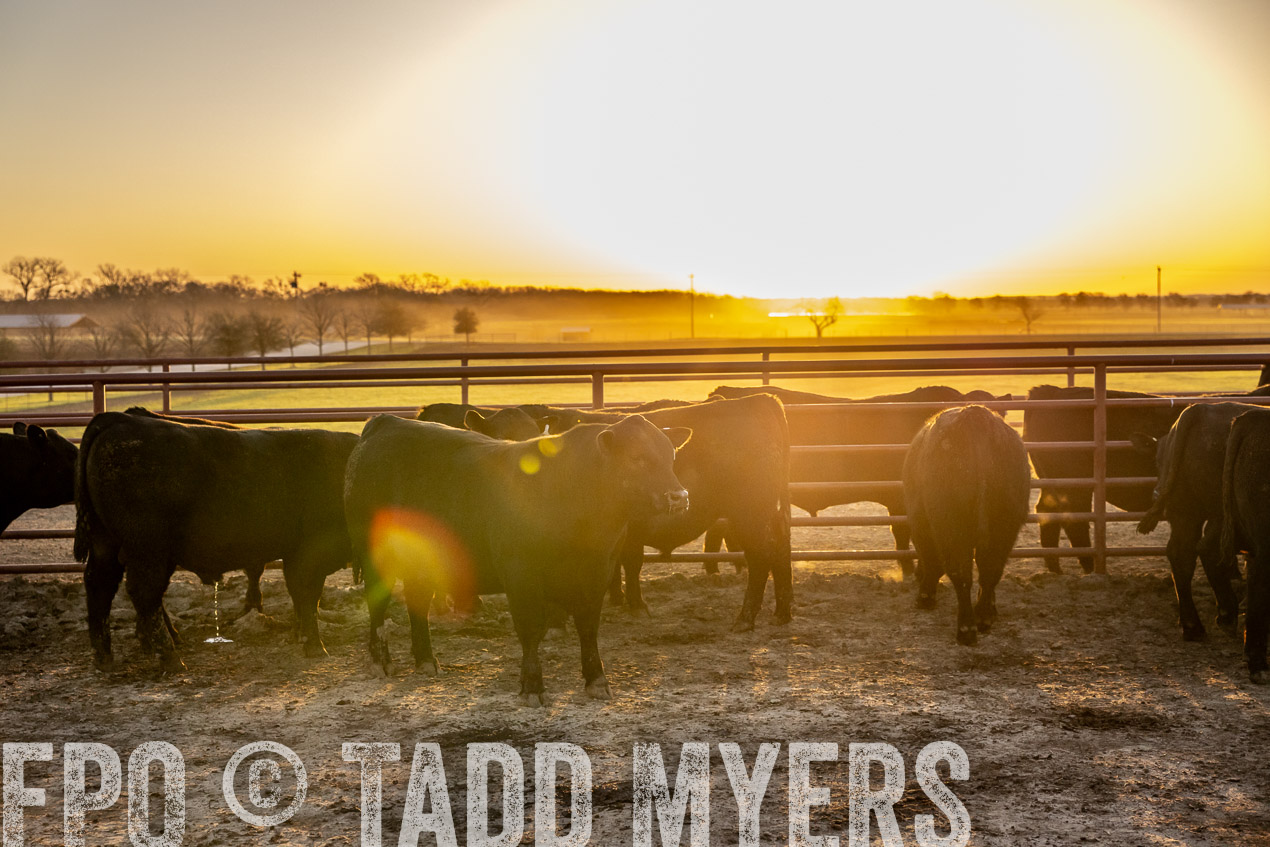 TMyers_SpringBullSale_Cameron_Feb2024-511731