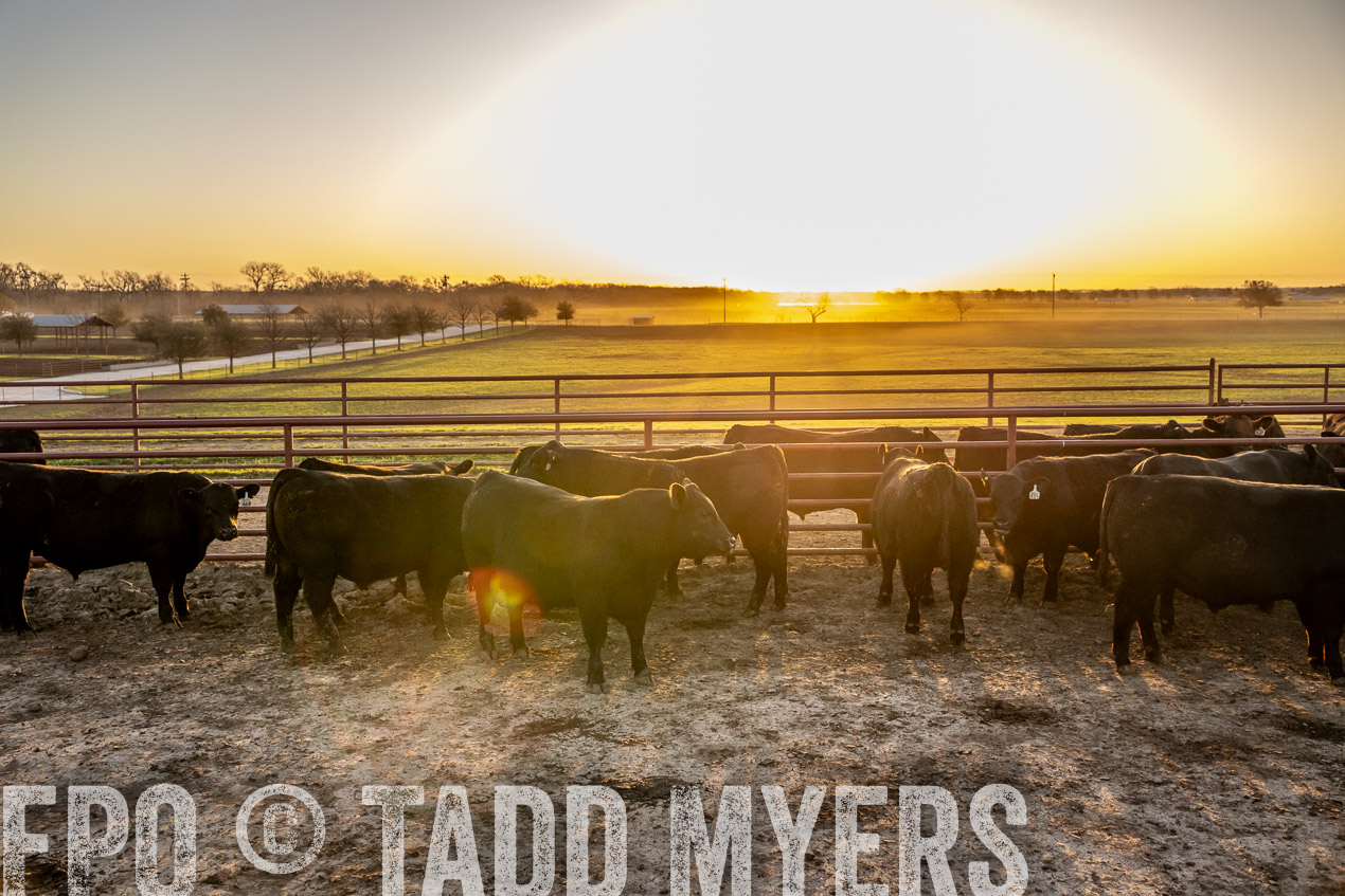 TMyers_SpringBullSale_Cameron_Feb2024-511745