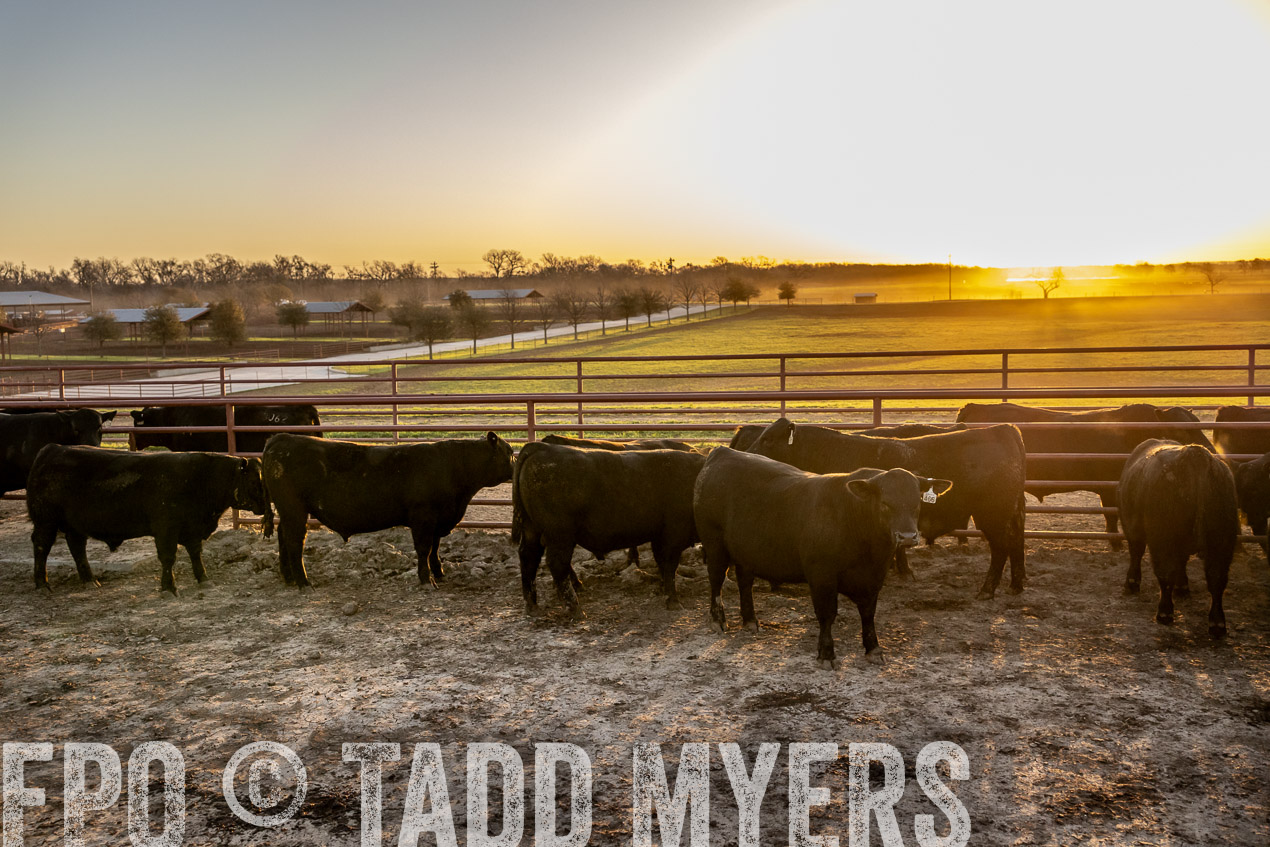 TMyers_SpringBullSale_Cameron_Feb2024-511752