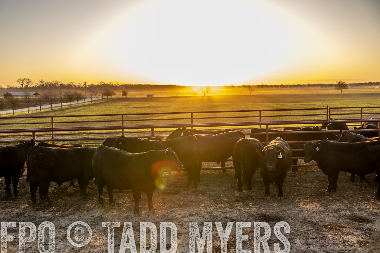 TMyers_SpringBullSale_Cameron_Feb2024-511755