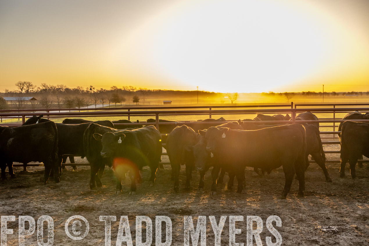 TMyers_SpringBullSale_Cameron_Feb2024-511758