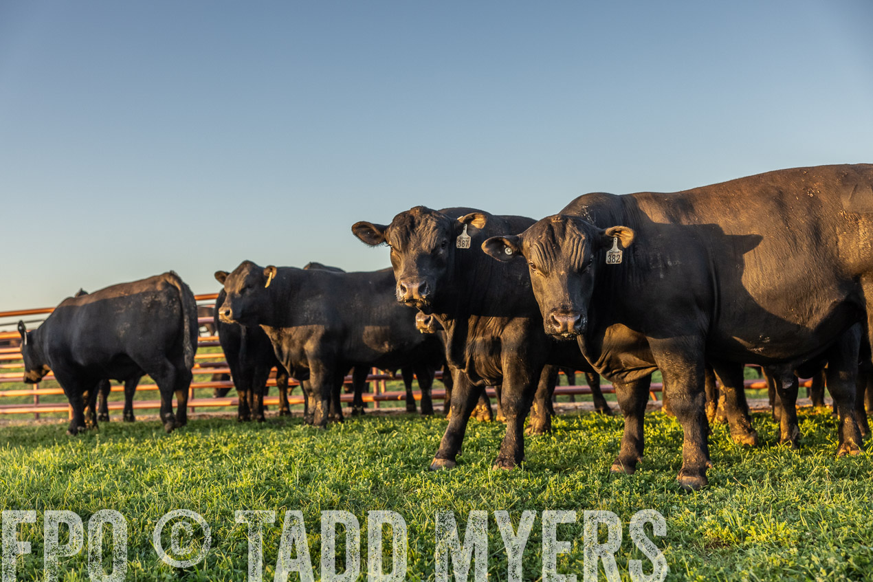 TMyers_SpringBullSale_Cameron_Feb2024-511766