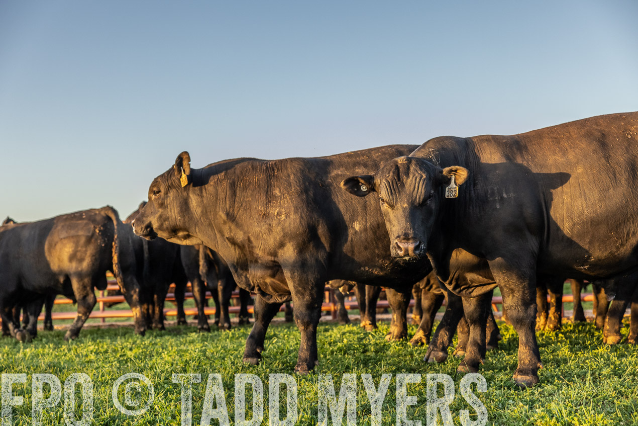 TMyers_SpringBullSale_Cameron_Feb2024-511771