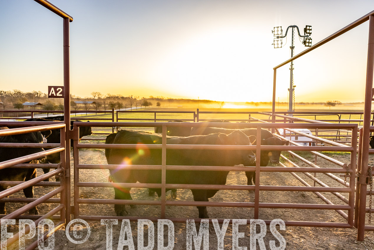 TMyers_SpringBullSale_Cameron_Feb2024-511778