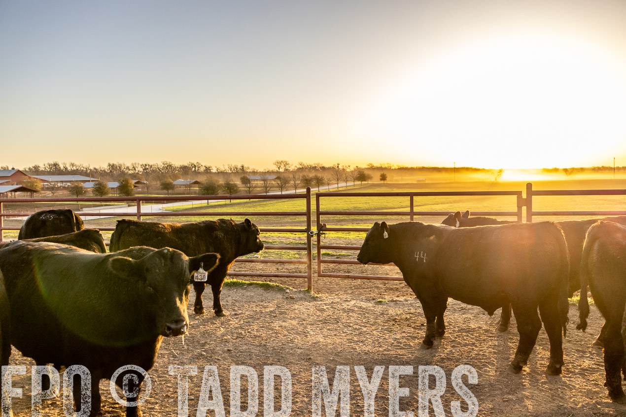 TMyers_SpringBullSale_Cameron_Feb2024-511789