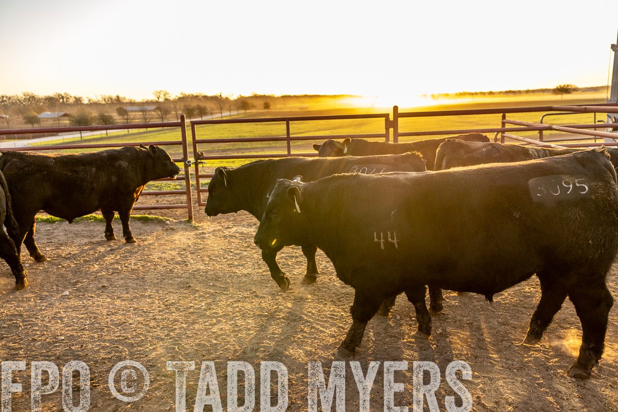 TMyers_SpringBullSale_Cameron_Feb2024-511804