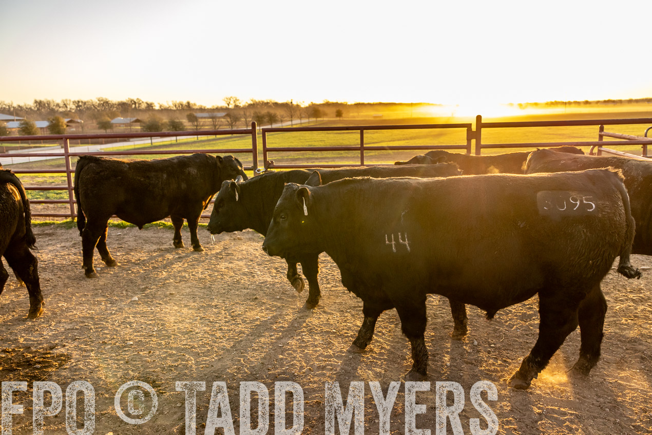 TMyers_SpringBullSale_Cameron_Feb2024-511806