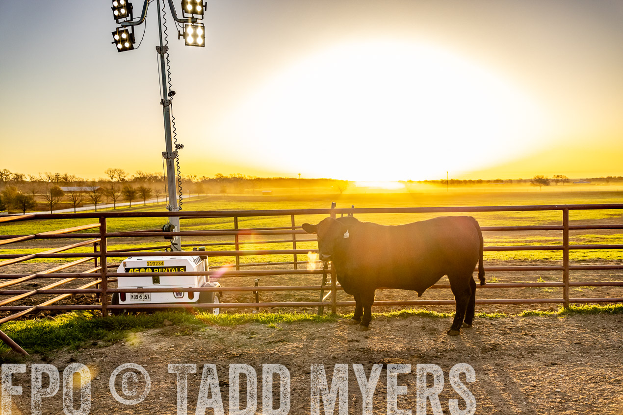 TMyers_SpringBullSale_Cameron_Feb2024-511809