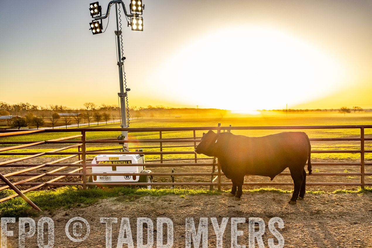 TMyers_SpringBullSale_Cameron_Feb2024-511812