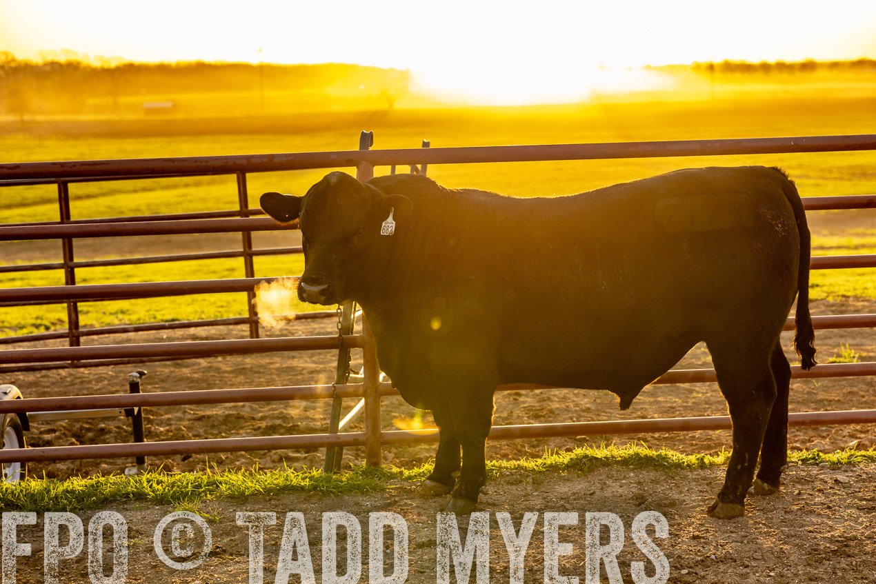 TMyers_SpringBullSale_Cameron_Feb2024-511815