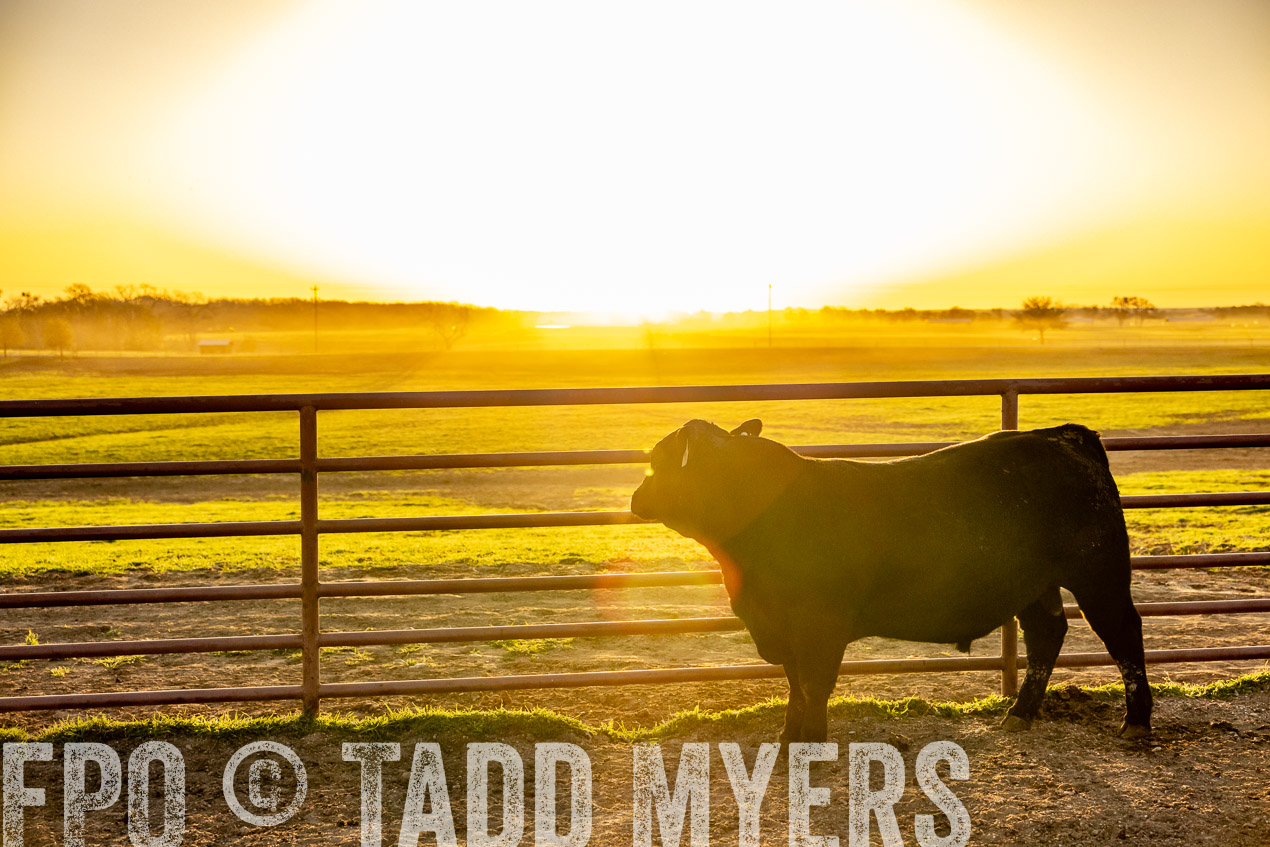 TMyers_SpringBullSale_Cameron_Feb2024-511831