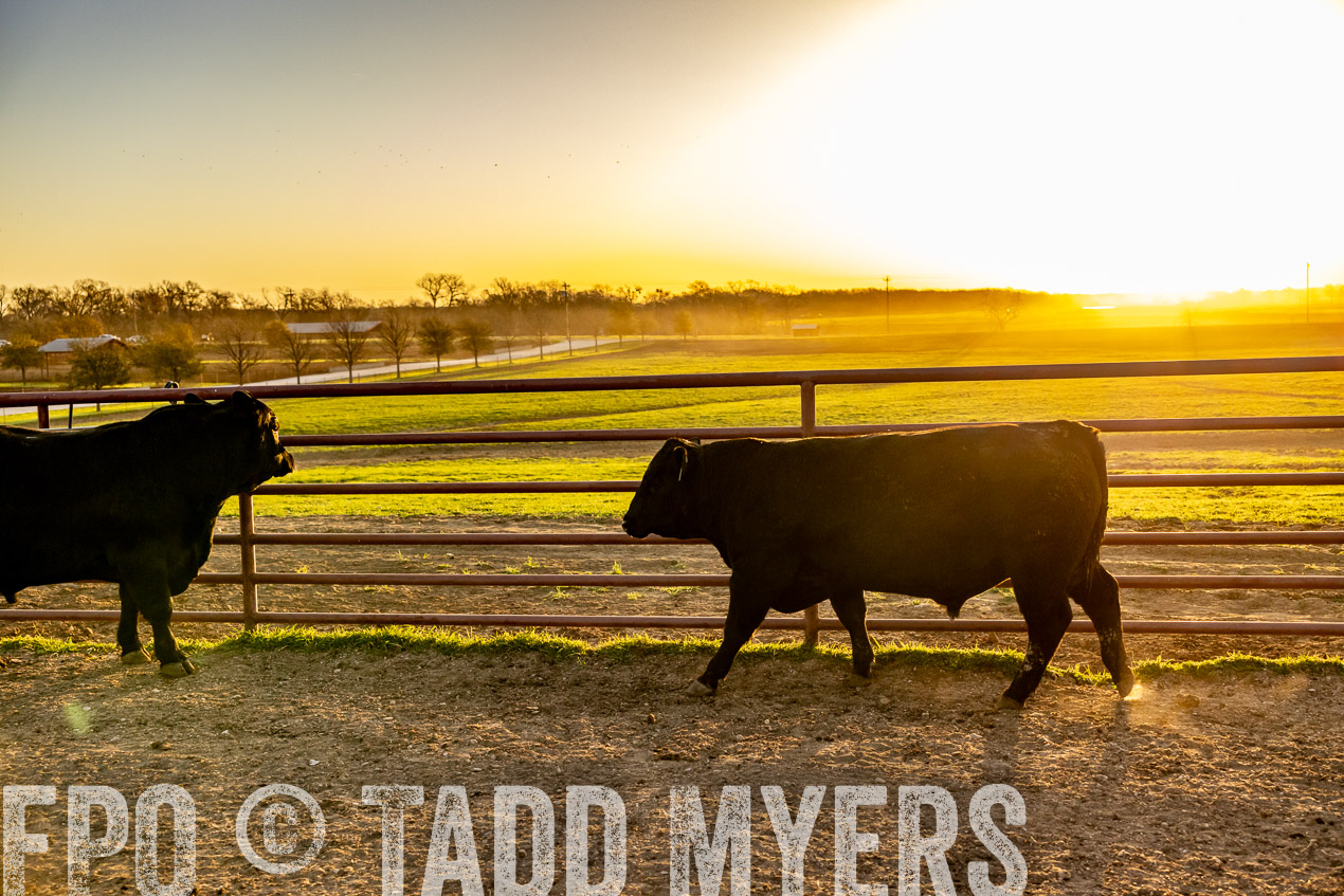 TMyers_SpringBullSale_Cameron_Feb2024-511833