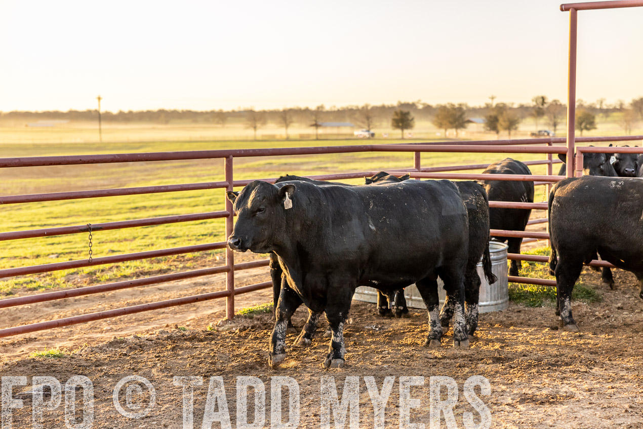 TMyers_SpringBullSale_Cameron_Feb2024-511836