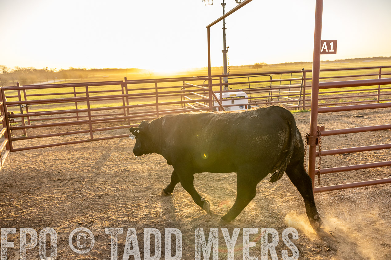 TMyers_SpringBullSale_Cameron_Feb2024-511853