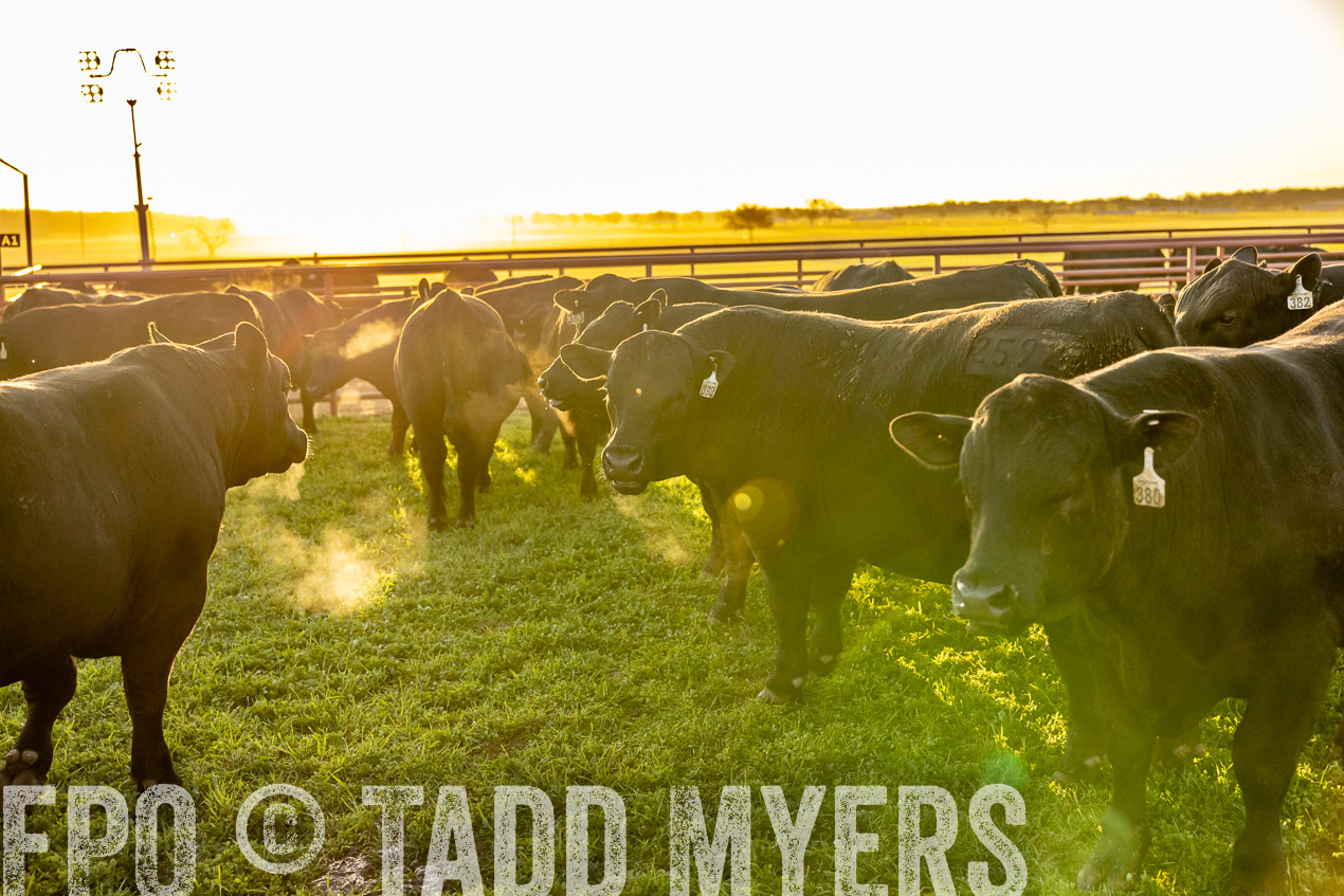 TMyers_SpringBullSale_Cameron_Feb2024-511873