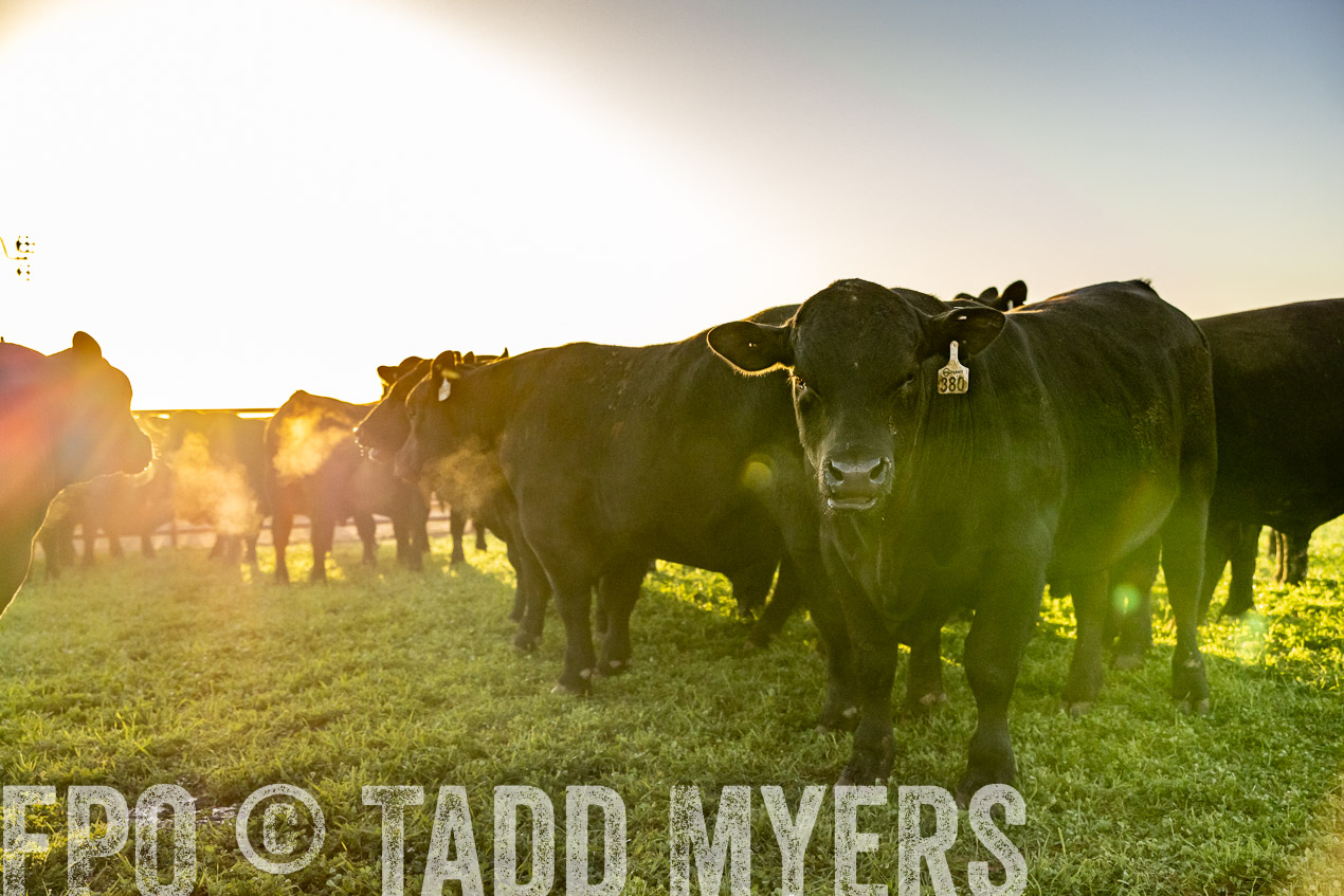 TMyers_SpringBullSale_Cameron_Feb2024-511885