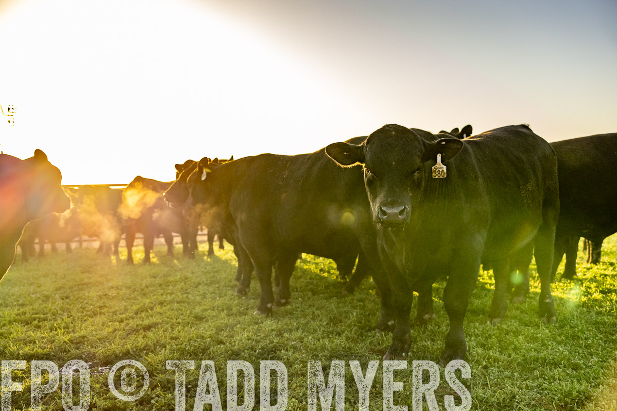 TMyers_SpringBullSale_Cameron_Feb2024-511886