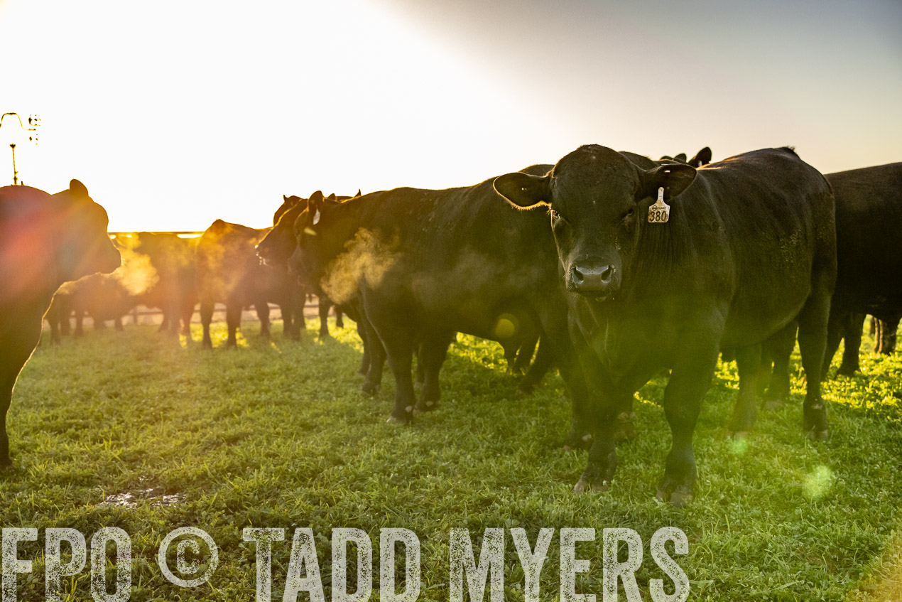 TMyers_SpringBullSale_Cameron_Feb2024-511887