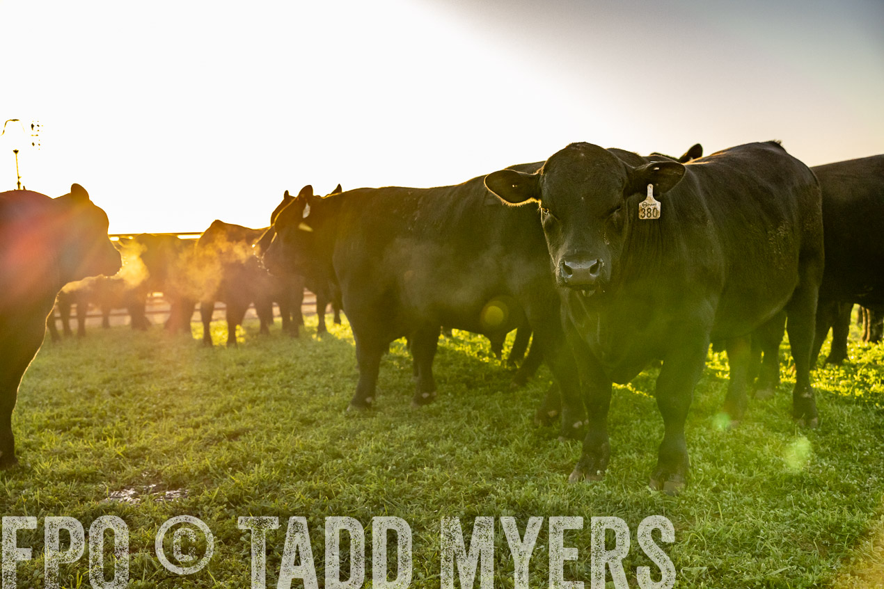 TMyers_SpringBullSale_Cameron_Feb2024-511889