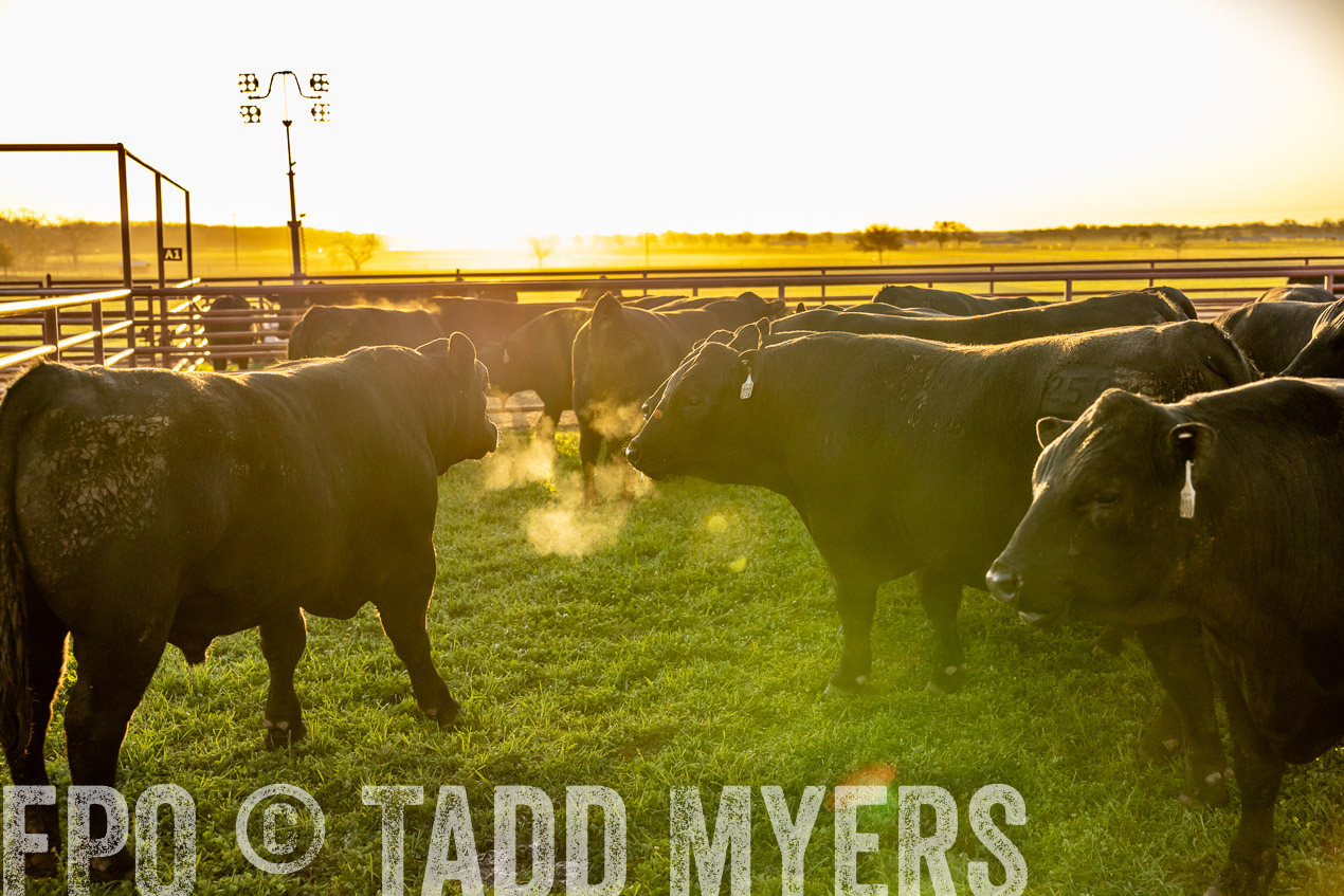 TMyers_SpringBullSale_Cameron_Feb2024-511891