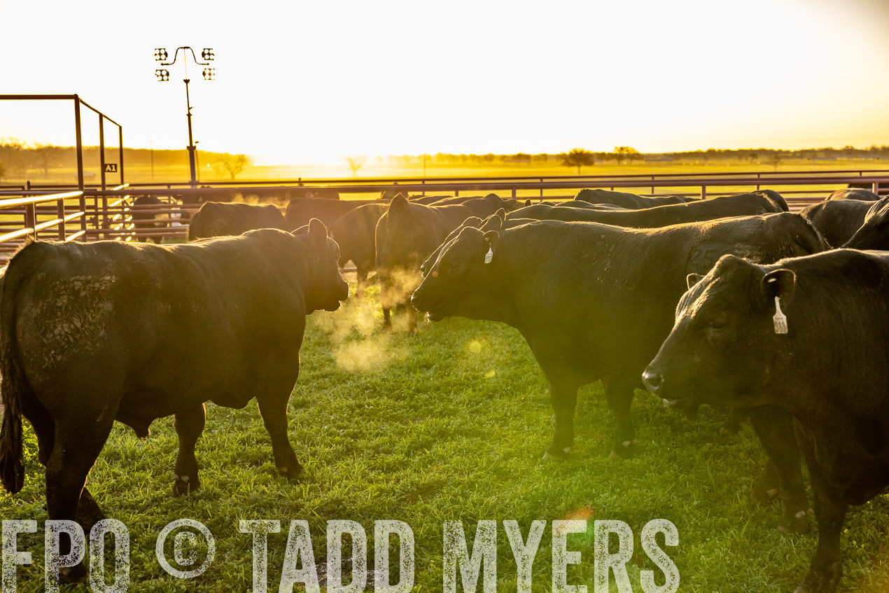 TMyers_SpringBullSale_Cameron_Feb2024-511892