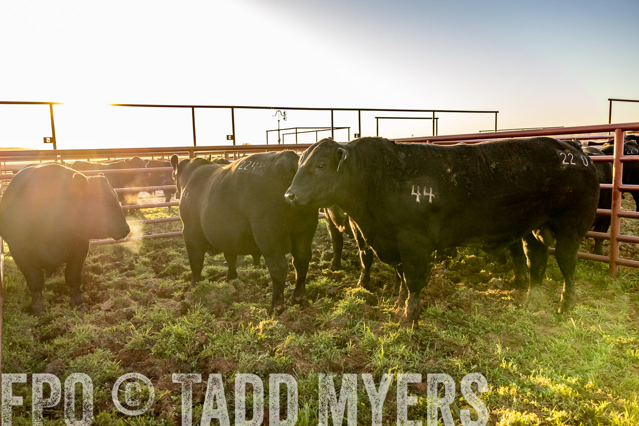 TMyers_SpringBullSale_Cameron_Feb2024-511900