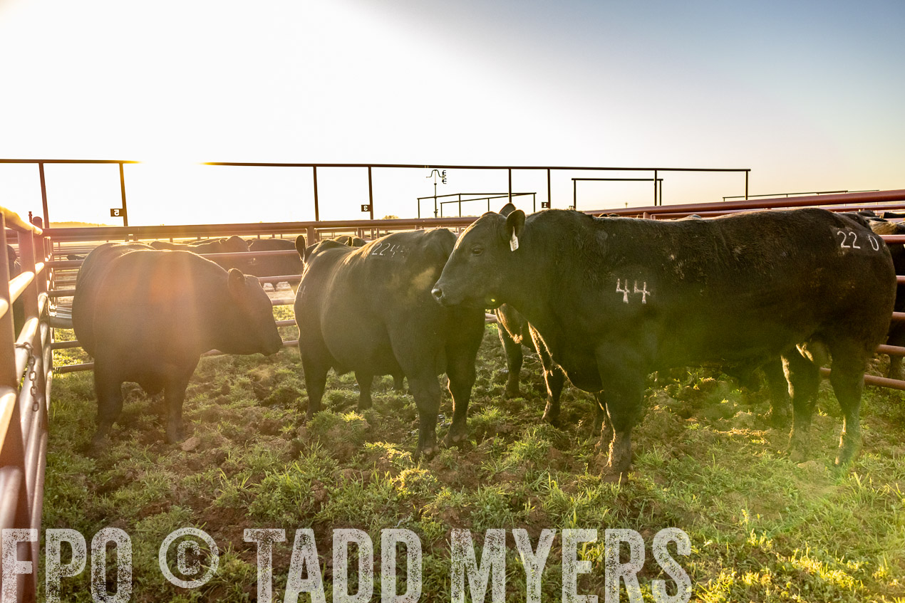 TMyers_SpringBullSale_Cameron_Feb2024-511904