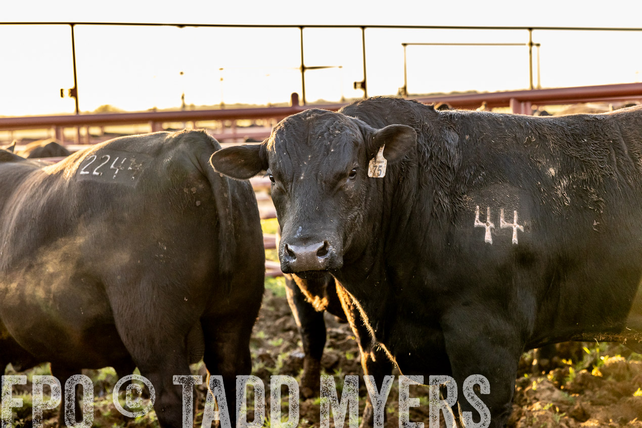 TMyers_SpringBullSale_Cameron_Feb2024-511908