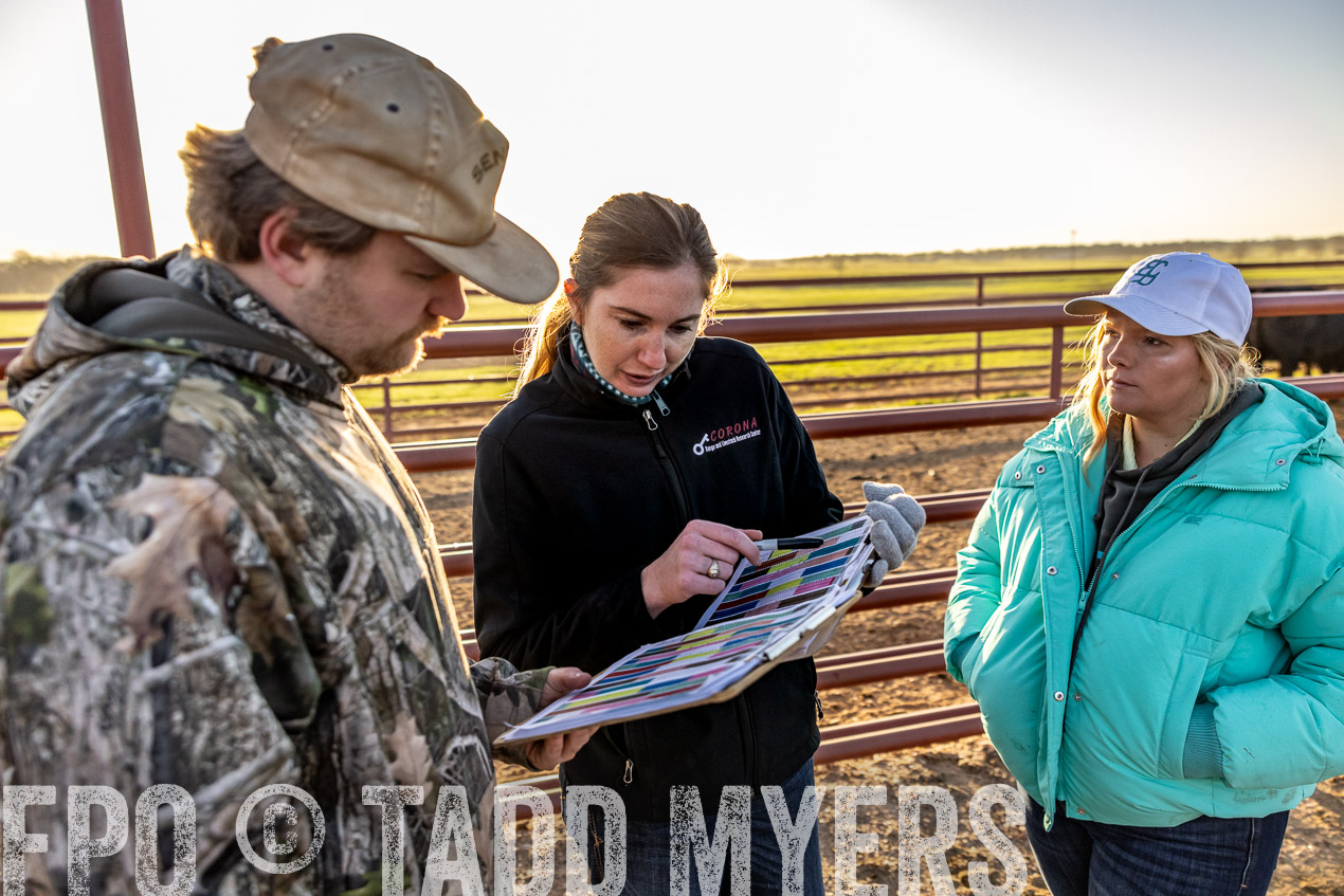 TMyers_SpringBullSale_Cameron_Feb2024-511930