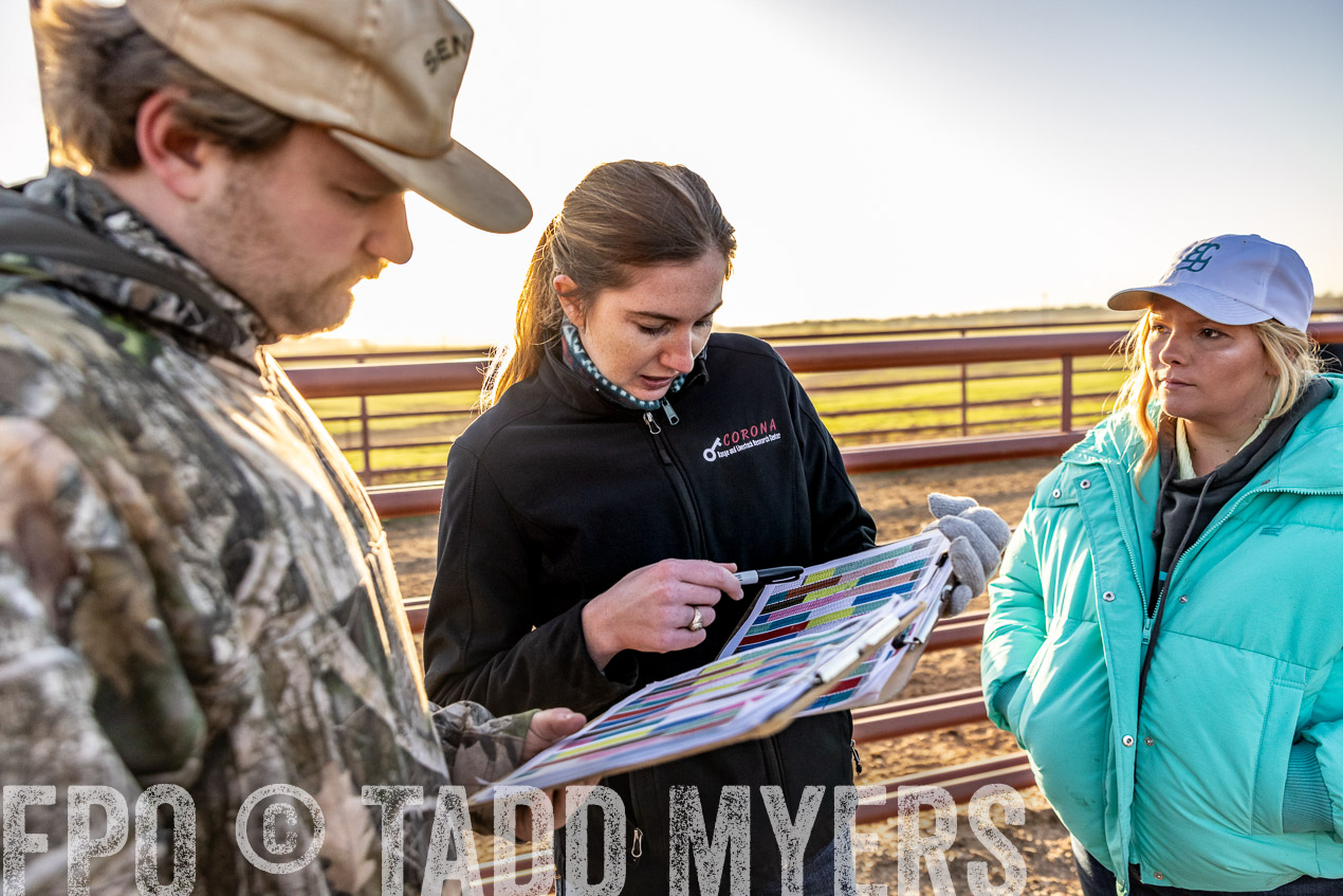 TMyers_SpringBullSale_Cameron_Feb2024-511933