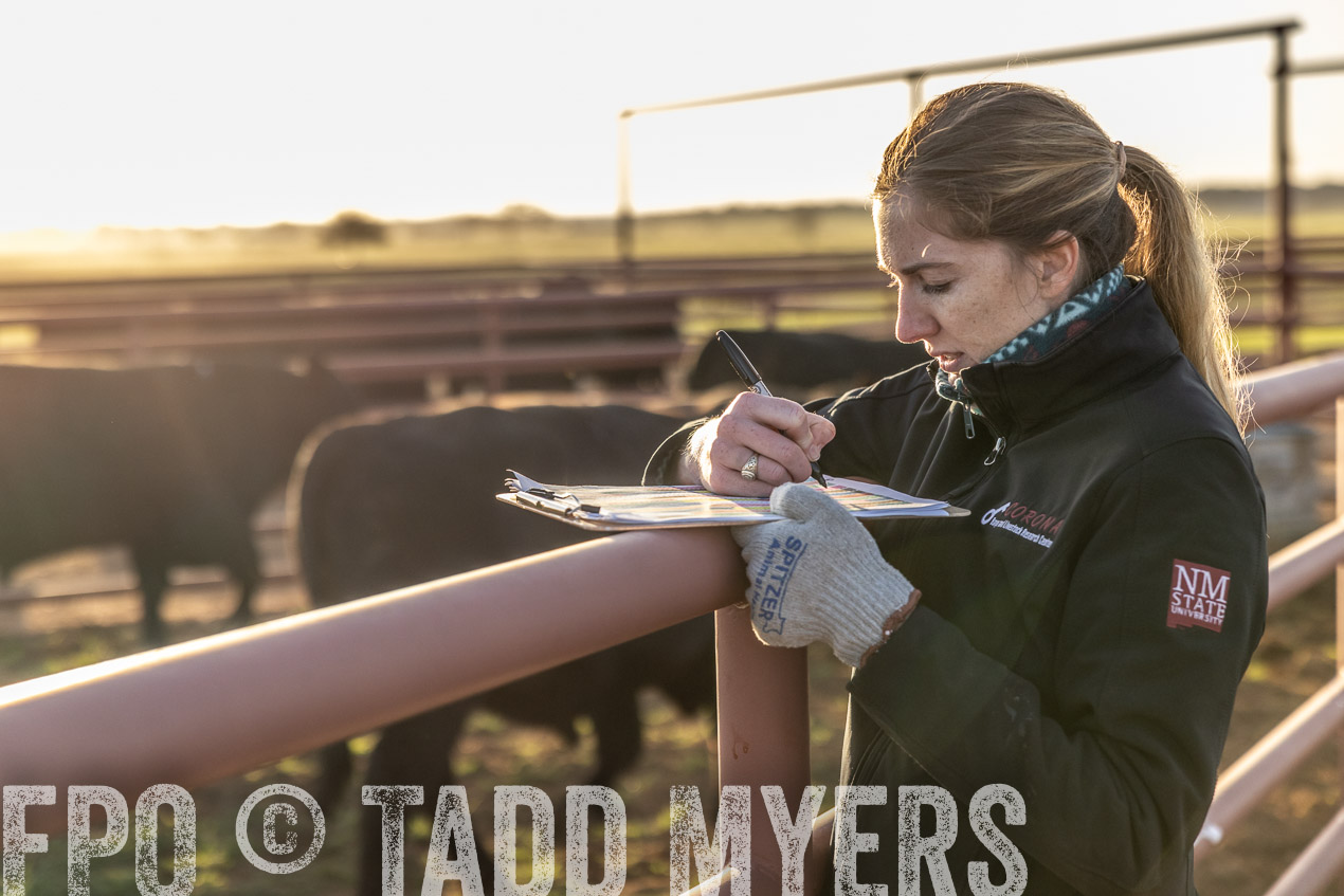 TMyers_SpringBullSale_Cameron_Feb2024-511959
