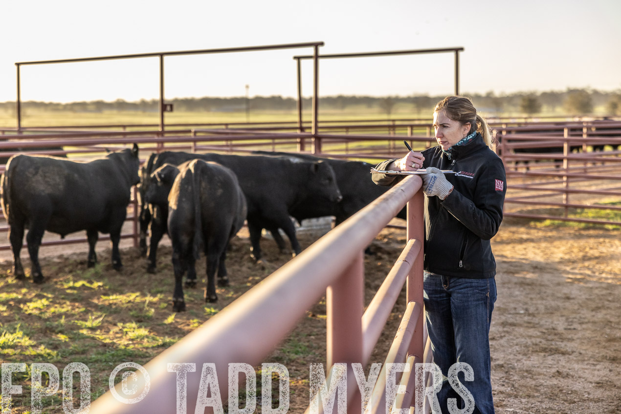 TMyers_SpringBullSale_Cameron_Feb2024-511966