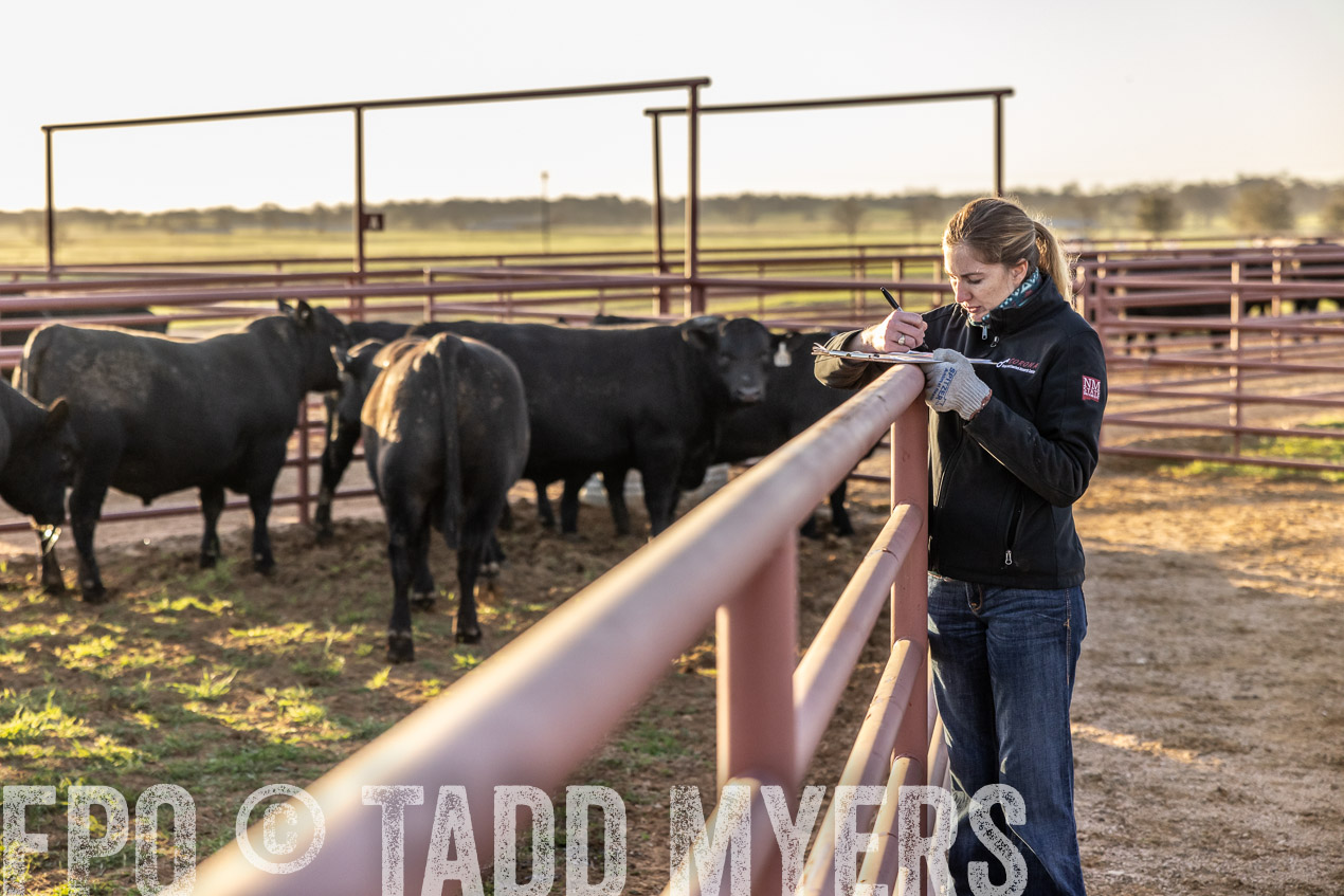 TMyers_SpringBullSale_Cameron_Feb2024-511968