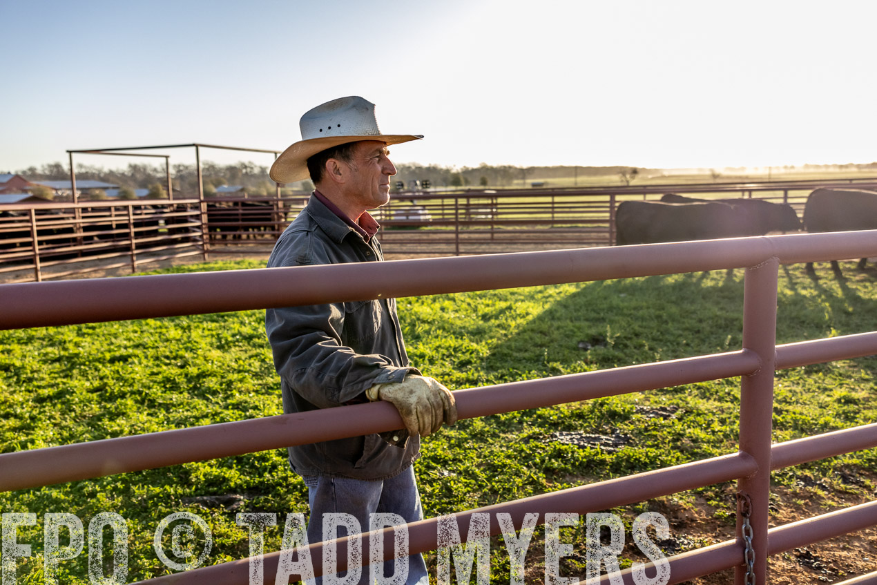 TMyers_SpringBullSale_Cameron_Feb2024-511990