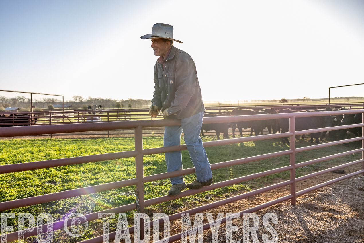 TMyers_SpringBullSale_Cameron_Feb2024-511991
