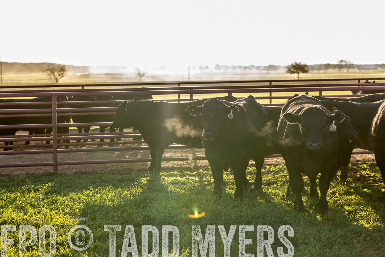 TMyers_SpringBullSale_Cameron_Feb2024-512001